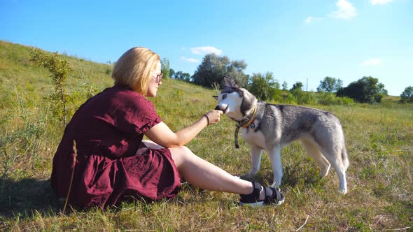 Siberian Husky Dog Eats a Tasty Snack From Hand of Female Owner at Meadow on Sunny Day