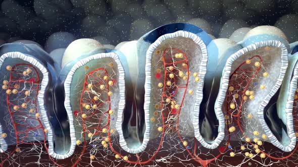 Innate Lymphoid Cells in Mucosal Immunity