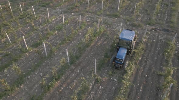 Aerial view farmer on tractor mowing weeds between rows of grapevines in vineyard landscape