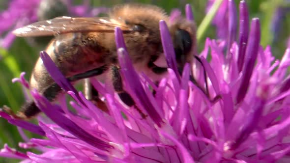 Close up shot of wild honeybee collecting pollen of purple lavender flower during sunny day. Slow mo