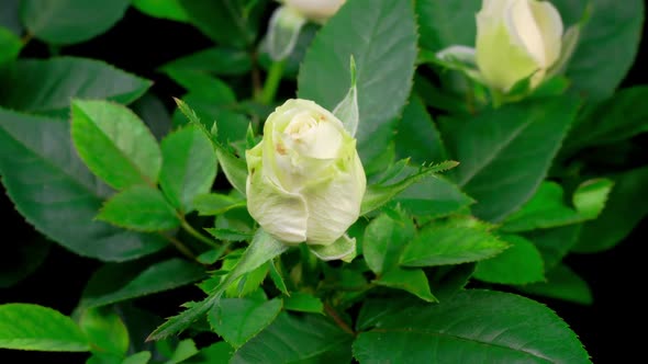 Time Lapse of Growth White Rose Flower