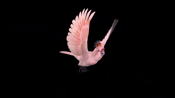 Pink Parrot - Mitchell's Cockatoo - Flying Loop - Side Angle - Alpha Channel