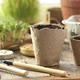 Early seedling , grown from seeds in boxes at home on the windowsill. - VideoHive Item for Sale