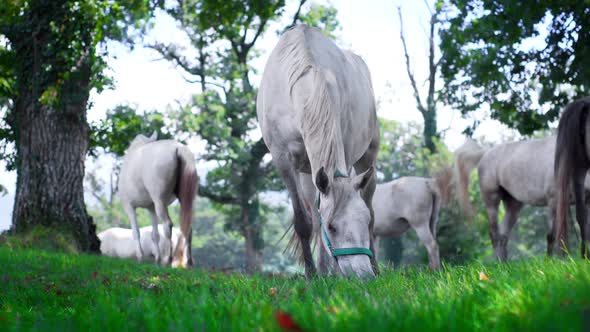 Horses