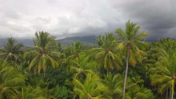 Drone shot of palm trees and green Costa Rican environment