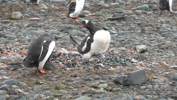 Close-up Gentoo Penguin. A colony of Penguins stand on the on rocky coast of the Antarctic peninsula