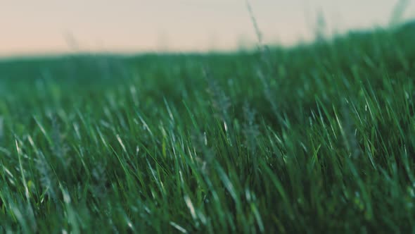 Soft Defocused Spring Background with a Lush Green Grass