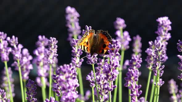 Beautiful Butterfly on Lavender Flower