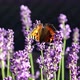 Beautiful Butterfly on Lavender Flower - VideoHive Item for Sale