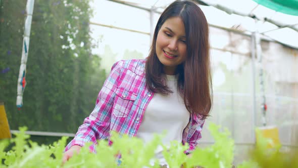 Portrait of happy Asian woman farmer and checking fresh vegetable salad for finding pests in an orga