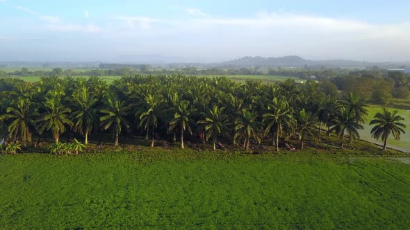 Aerial reveal the oil palm tees