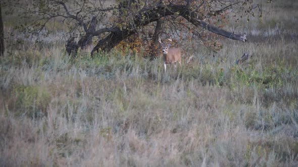 whitetail bucks and does in south dakota
