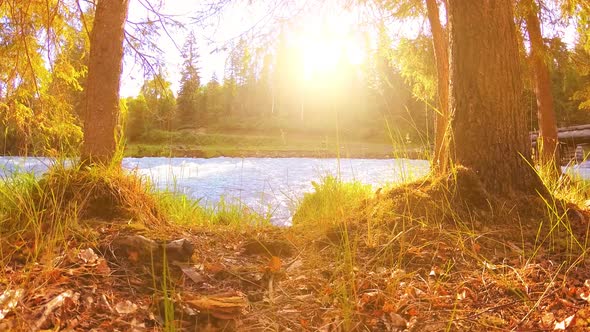 Meadow at Mountain River Bank. Landscape with Green Grass, Pine Trees and Sun Rays. Movement on