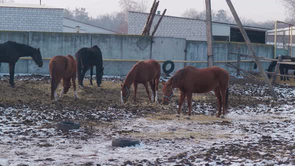 Horses on Farm or Ranch Eat Hay on Winter Time