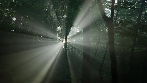 Dark Forest in Smoke or Fog