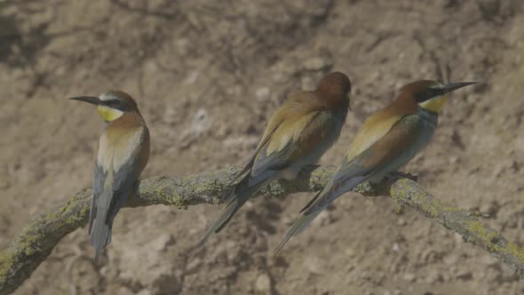 European Beeeater or Merops Apiaster