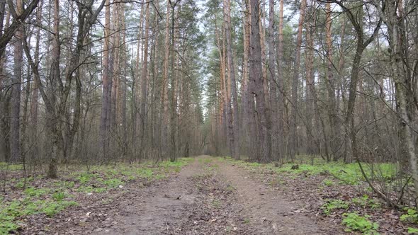 Aerial View of the Road Inside the Forest