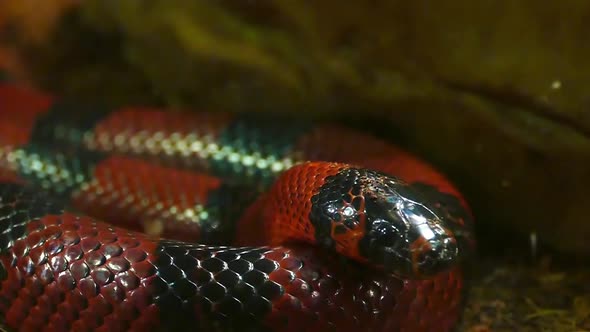 A Honduran milk snake wiggles its tongue in slow motion. lampropeltis triangulum hondurensis.