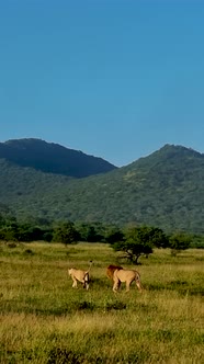 Lions in Kruger National Park South Africa