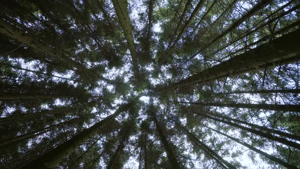 Bottom View of Sun Through Tall Trunk Pine Trees in Green Forest in Nature