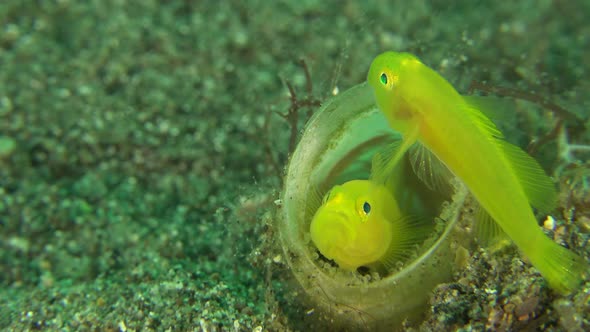 Two yellow clown goby protecting their eggs inside tube anemone