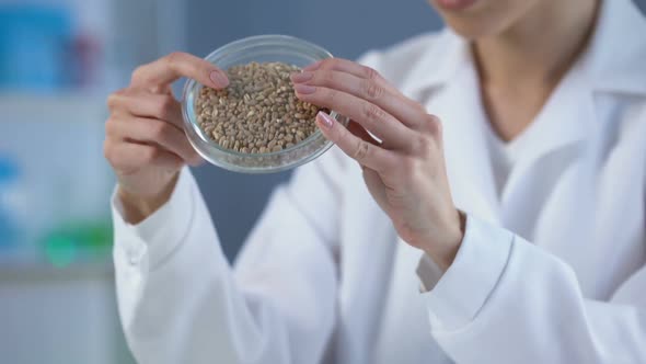 Lab Assistant Examining Wheat Grains and Filling Report Document, Food Quality