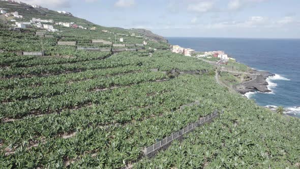Platano de Canarias. Banana Trees Growing On Coastal Plantation In La Palma, Canary Islands, Spain.
