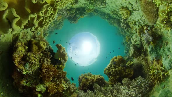 The Underwater World of a Coral Reef