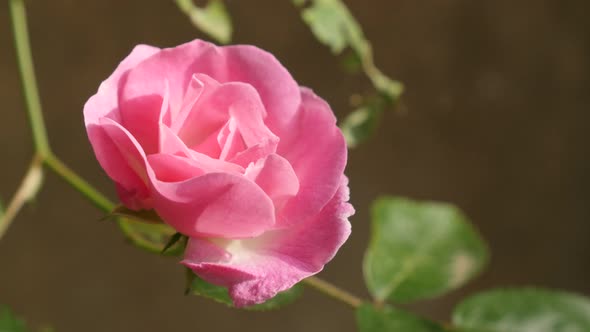 Pink Rosa plant petals shallow DOF 4K 2160p 30fps UltraHD footage - Close-up details of climber Rose