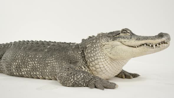 American alligator full body on white background