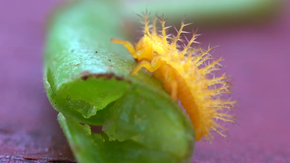 A Mexican bean beetle crawling on a green bean.