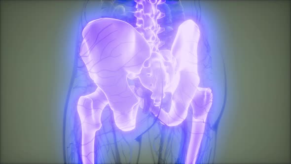 Transparent Human Body with Visible Bones alt