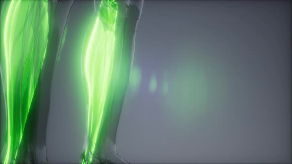 Gastrocnemius- Visible Muscle Anatomy Map alt