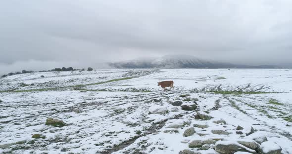 Aerial view of cattle in a field with snow, Sefat, Upper Galilee, Israel.