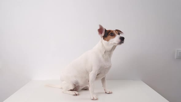 Dog Breed Jack Russell Terrier Performs Commands for a Yummy