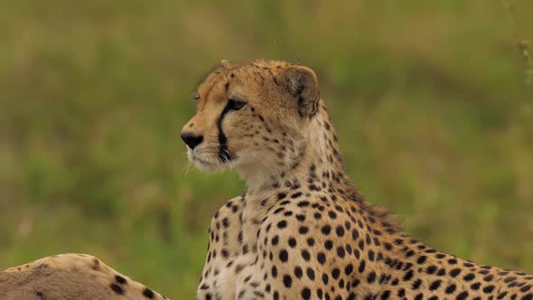 Magnificent Close Portrait of Cheetah Watching Around Estimating Situation Around in African