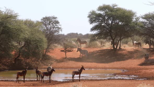 Plains Zebras And Tsessebe Antelopes At A Waterhole