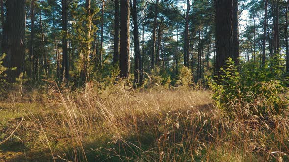 view of the grass and trees in the forest during sunset