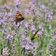 Butterflies and Bees on Meadow Flowers Swaying Beautifully in the Wind - VideoHive Item for Sale