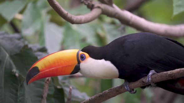 Adult toucan with bright colours on its body, which turns its head perched on a branch. Scenic foota