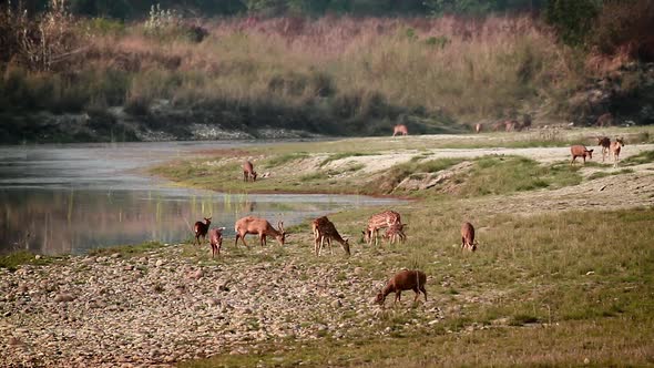 Spotted Deer and hog deer in Bardia national park, Nepal