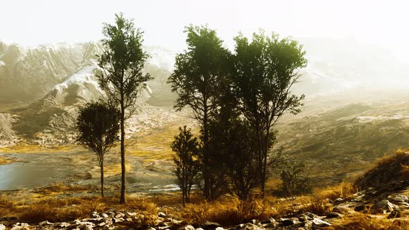 Big Pine Trees Growing From Rocky Outcropping in the Mountains