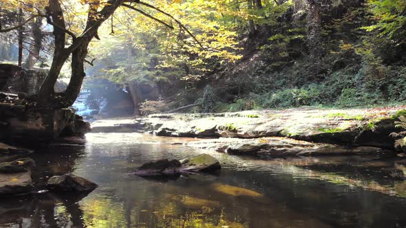 Dry Tree Leaves on Stream in Autumn Forest