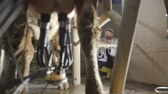 Farmer with tablet in cow milking parlor.