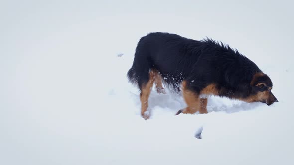 Black Dog in the Snow