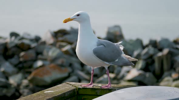 Seagull Bird On Board Walk