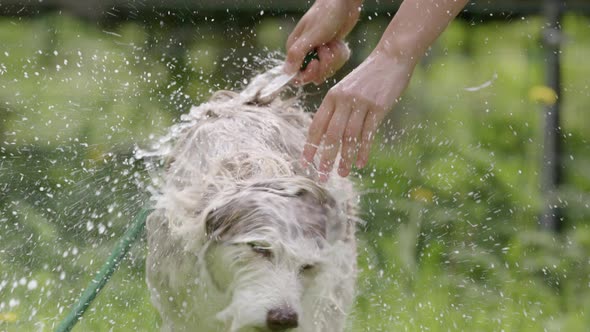 DOG BATHING - Husky and collie mix shakes water off, slow motion front view