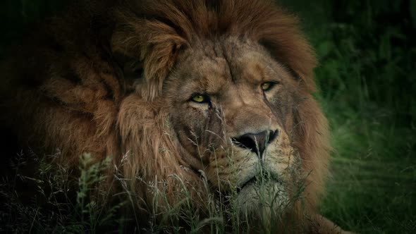 Lion Looks Around Dramatic Portrait