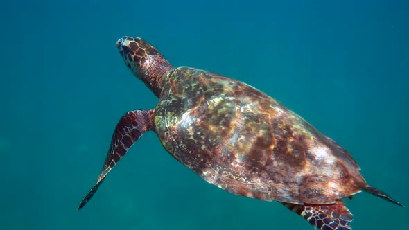 Hawksbill Sea Turtle at the Thailand Seen While Diving and Snorkeling Underwater