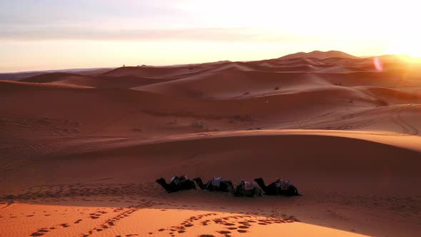 Panning shot of sunset over desert dunes with camels lying in the foreground